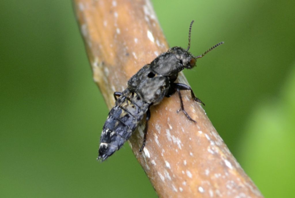 Ontholestes murinus